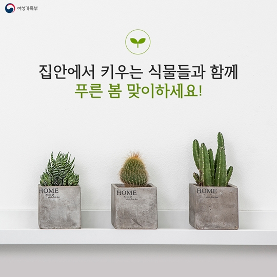 집에서 키우기 좋은 식물