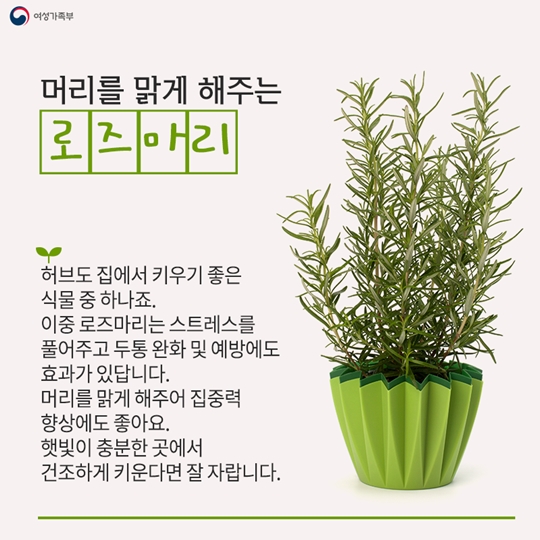 집에서 키우기 좋은 식물