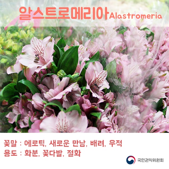 꽃이 전해주는 마음속 이야기