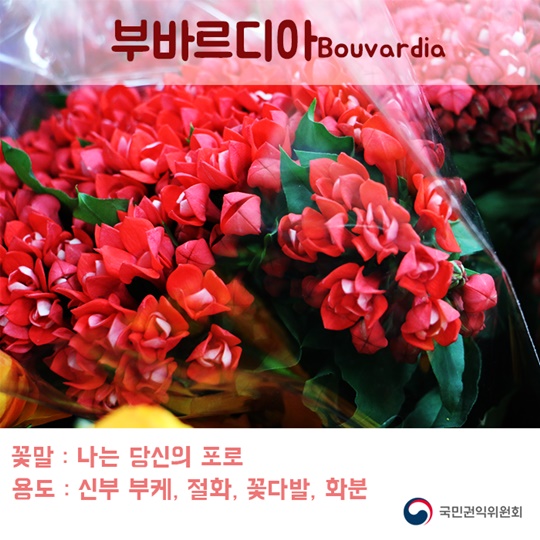꽃이 전해주는 마음속 이야기
