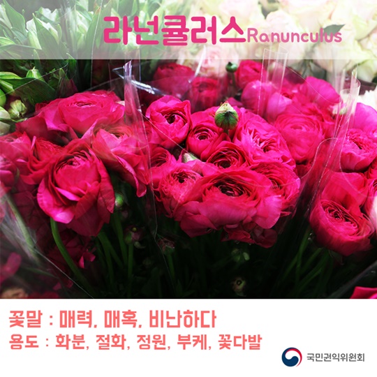 꽃이 전해주는 마음속 이야기