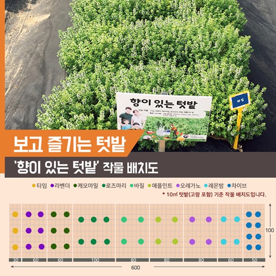 텃밭에 기능을 더하다, 보고 즐기는 텃밭