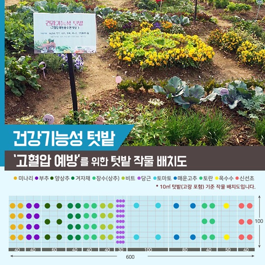텃밭에 기능을 더하다, 건강기능성 텃밭