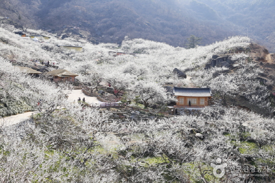 백운산자락 10만여 그루의 매화나무를 품은 덕분에 매화마을이라 불리는 전남 광양 섬진마을의 봄 풍경. (출처=한국관광공사)