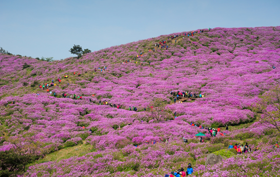 황매산.