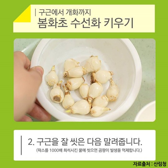 노란 봄화초 수선화 키우기