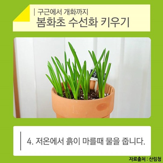 노란 봄화초 수선화 키우기