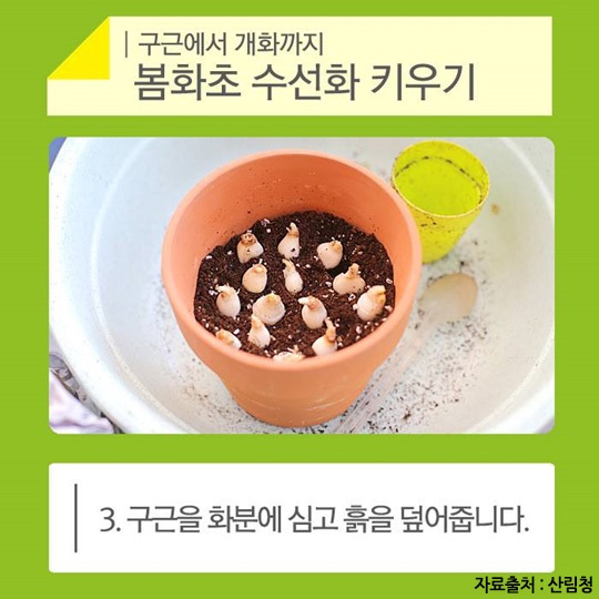 노란 봄화초 수선화 키우기