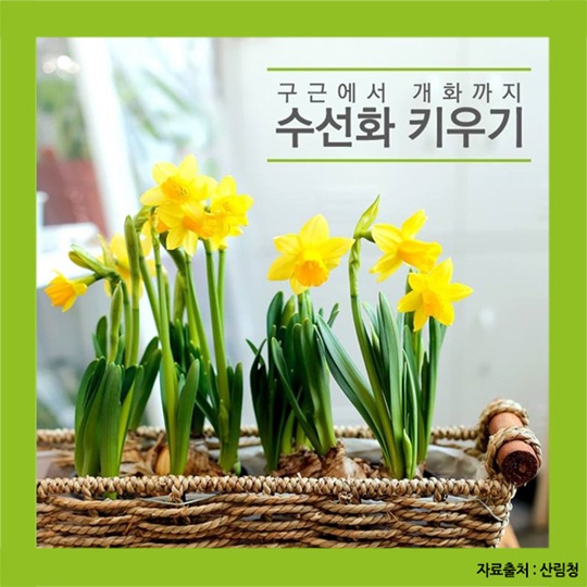 노란 봄화초 수선화 키우기