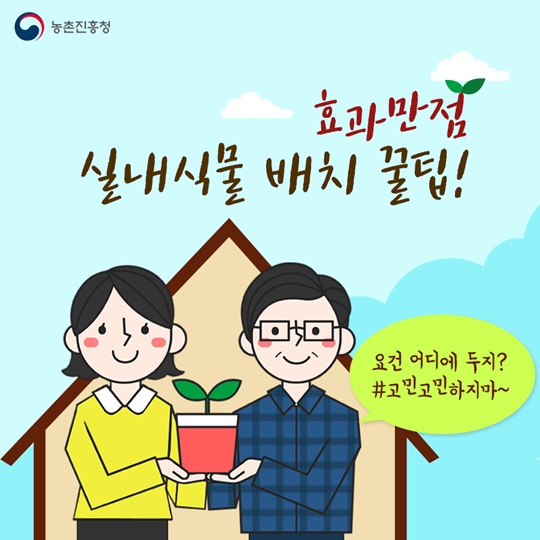 효과만점, 실내식물 배치