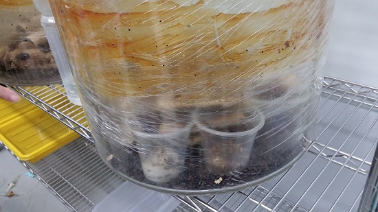 사육중인 발퀴 벌레의 한 장면