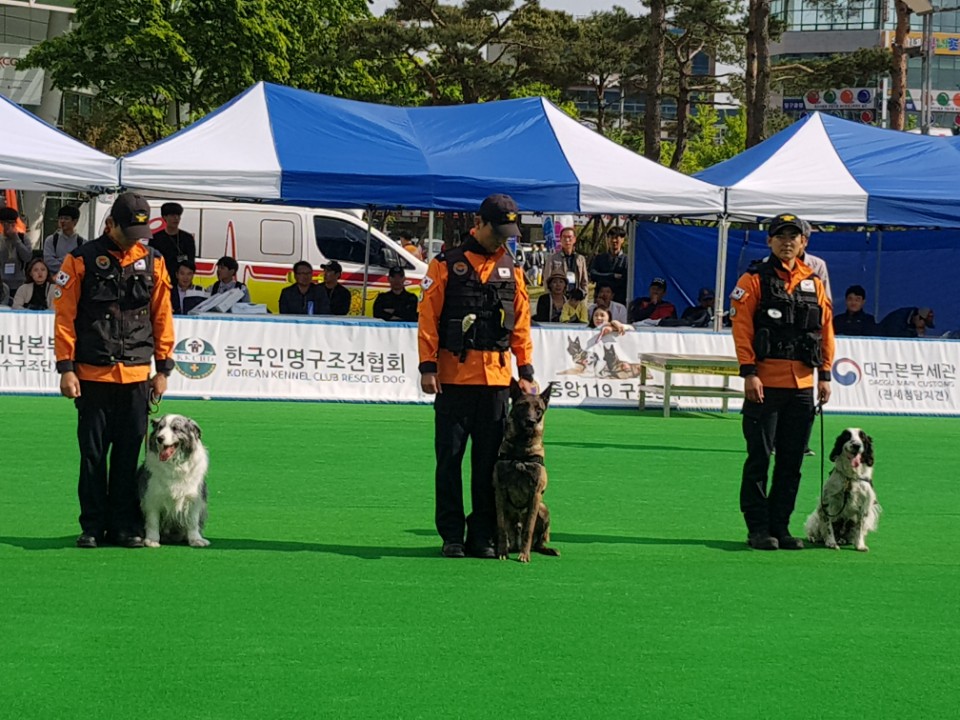 국내 최고의 인명구조견들이 실력을 뽐냈다.