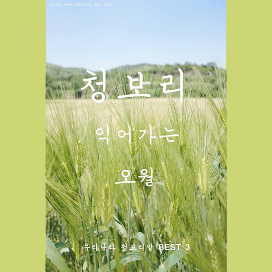 청보리 익어가는 오월
