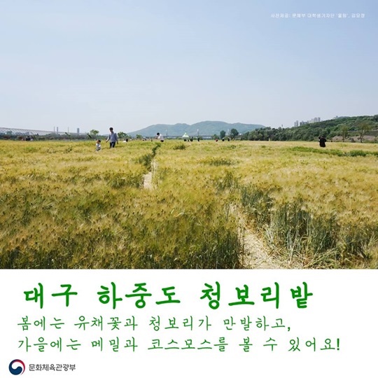 청보리 익어가는 오월