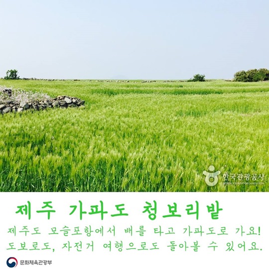 청보리 익어가는 오월