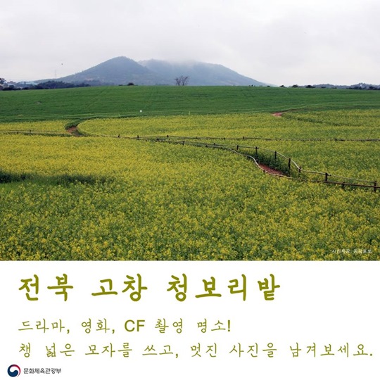 청보리 익어가는 오월