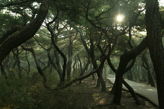 남산 삼릉 숲길.