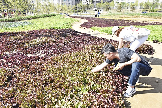 나눔텃밭은 함께 가꾸어서 이웃들과 필요한 사람들이 필요한 만큼 나눠갈 수 있다.