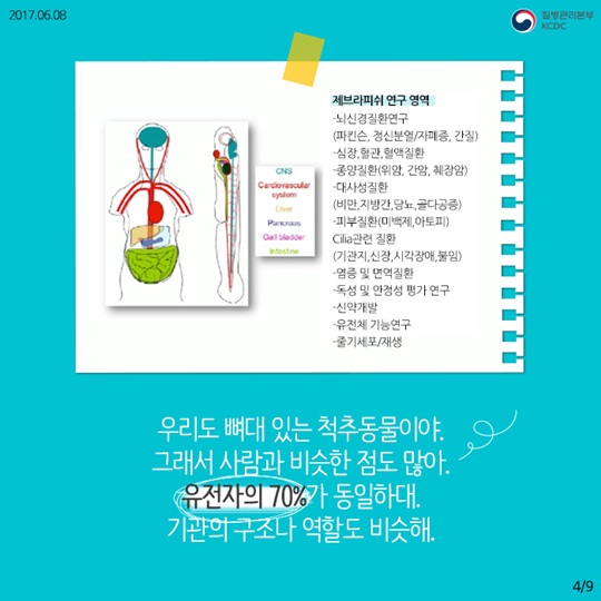 물고기를 연구해서 사람의 질병을 고칠수 있다고요