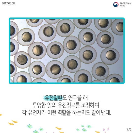 물고기를 연구해서 사람의 질병을 고칠수 있다고요