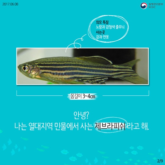 물고기를 연구해서 사람의 질병을 고칠수 있다고요