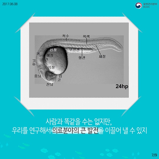 물고기를 연구해서 사람의 질병을 고칠수 있다고요