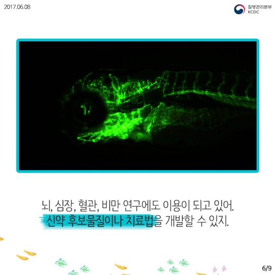 물고기를 연구해서 사람의 질병을 고칠수 있다고요
