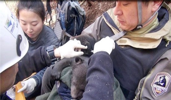 종복원기술원의 연구원이 반달가슴곰 새끼를 돌보고 있다.(출처=환경부)