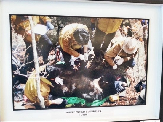 자연에 적음한 반달가슴곰을 건강검진하고 있는 모습.(출처=환경부)