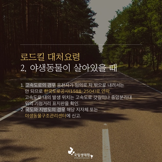 여름휴가 가기 전 로드킬 예방 및 대처요령 알아두기