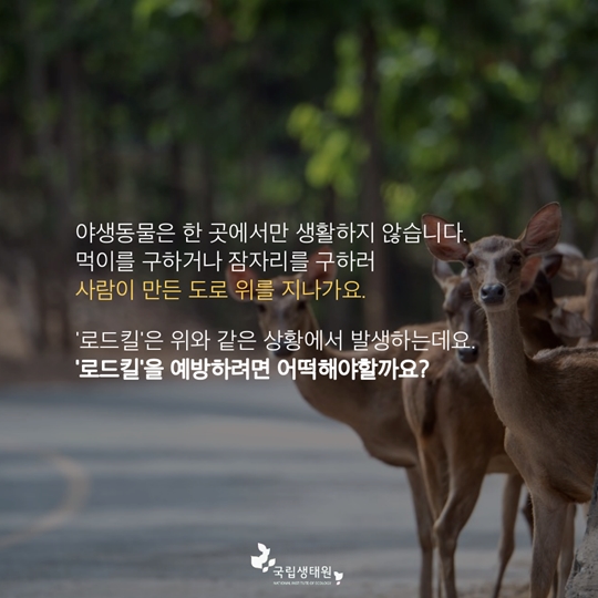 여름휴가 가기 전 로드킬 예방 및 대처요령 알아두기