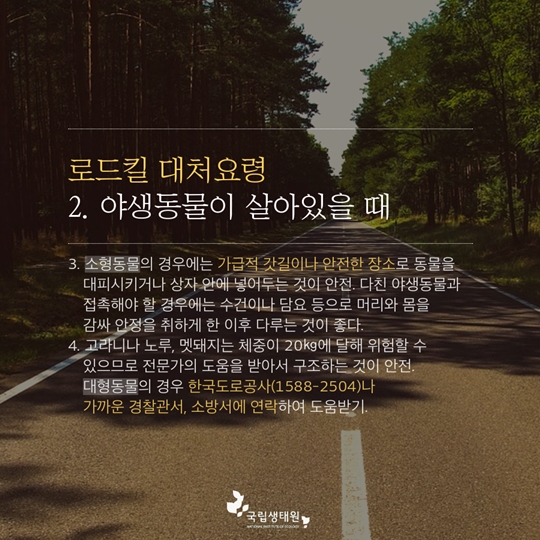 여름휴가 가기 전 로드킬 예방 및 대처요령 알아두기