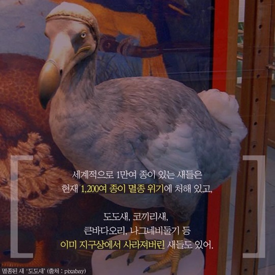 멸종위기