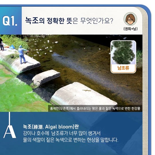 녹조, 무엇이 궁금하세요?