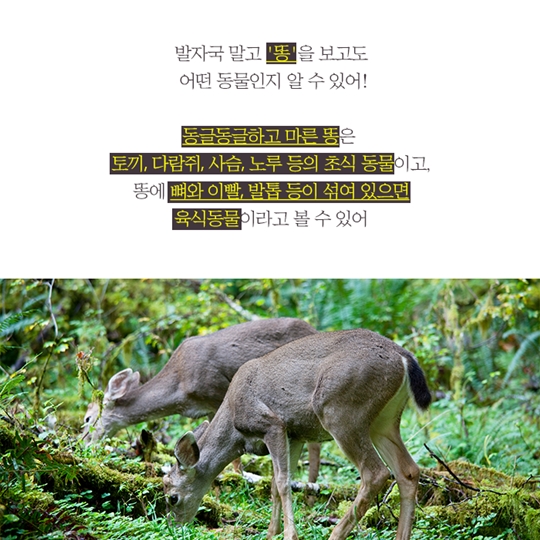 신비한 생태사전!