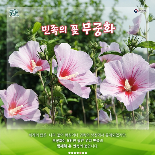 무궁화는 어떤 꽃일까요
