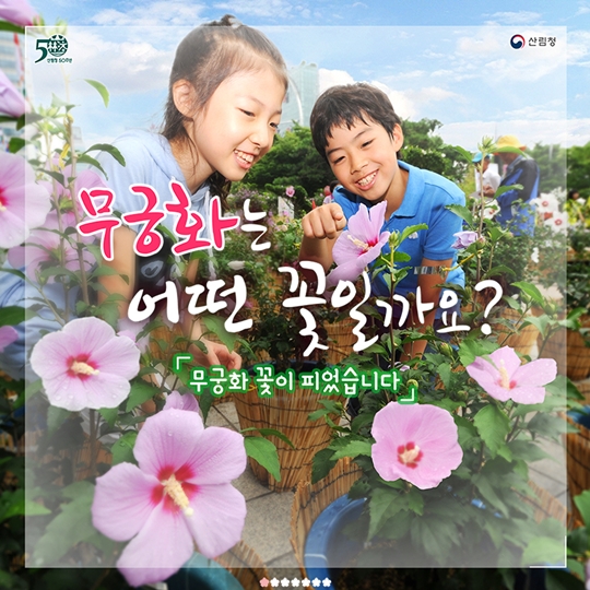 무궁화는 어떤 꽃일까요