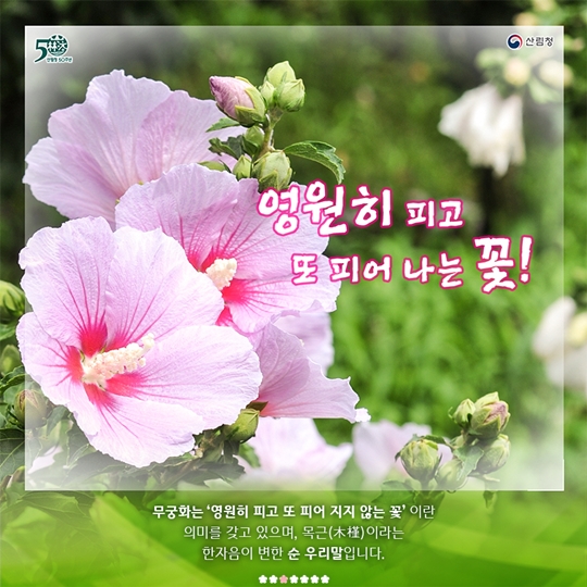 무궁화는 어떤 꽃일까요