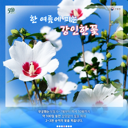 무궁화는 어떤 꽃일까요