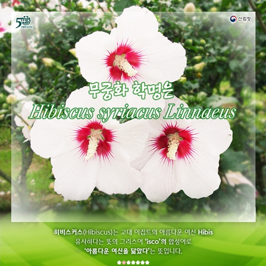 무궁화는 어떤 꽃일까요