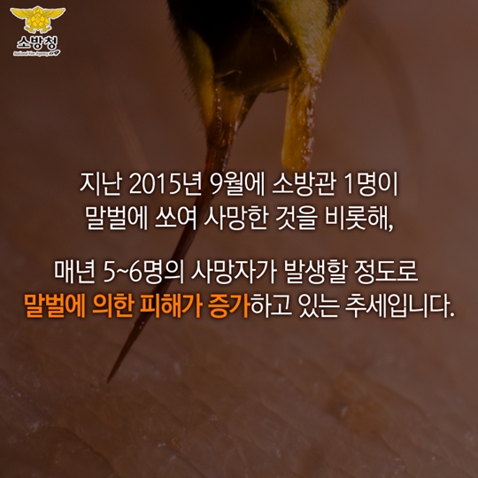 말벌과의 전쟁 어떻게 대처해야 할까