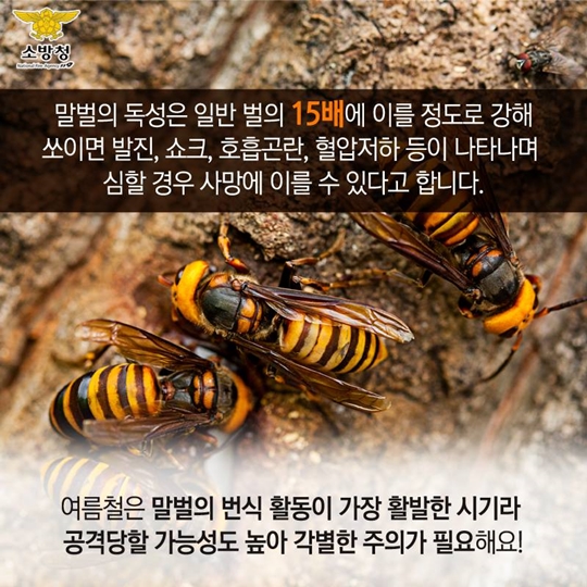 말벌과의 전쟁 어떻게 대처해야 할까