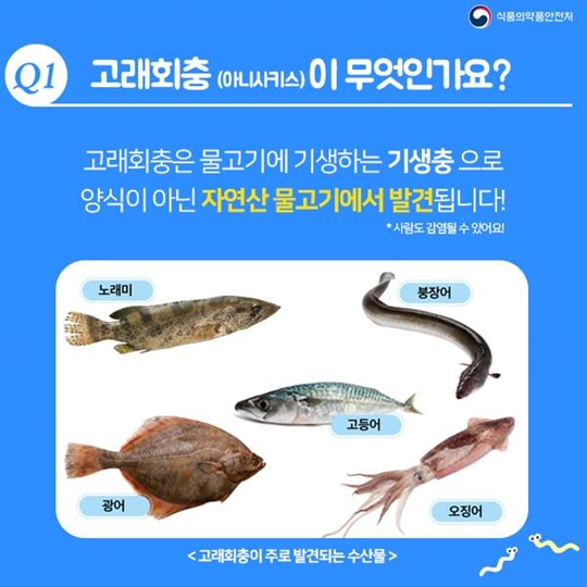 고래회충, 어디까지 알고있니