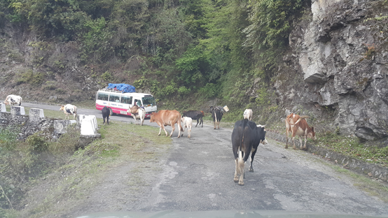 도로위에 시외버스와 소. 소가 대장이다.
