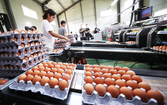 식용란 살충제 검사결과 적합 판정을 받은 경기도 화성시의 한 농장에서 16일 오후 직원들이 계란 출하 작업을 하고 있다. (사진=저작권자(c) 연합뉴스, 무단 전재-재배포 금지)