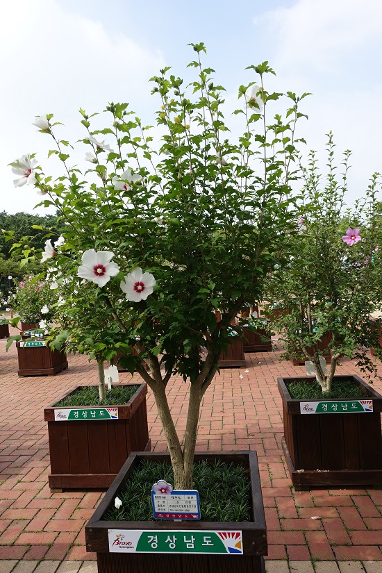 백단심계 무궁화.
