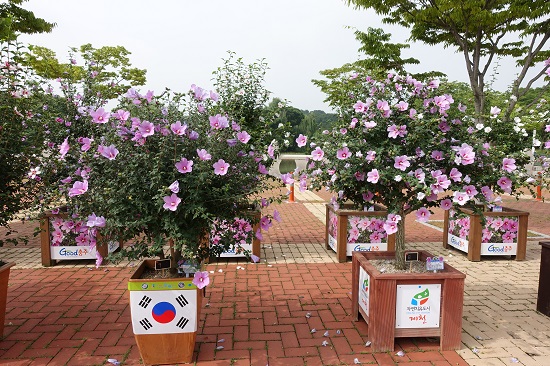 홍단심계 무궁화.