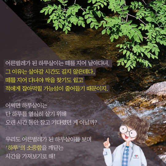 하루살이는 정말 하루만 살까