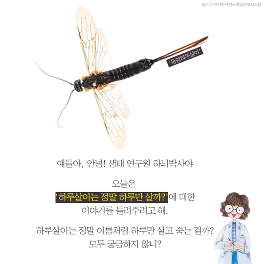 하루살이는 정말 하루만 살까
