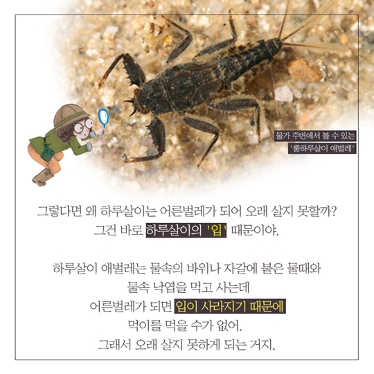 하루살이는 정말 하루만 살까
